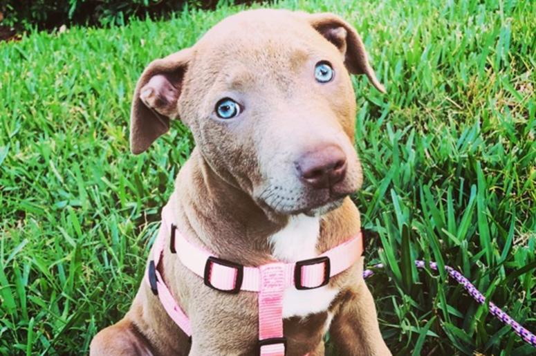 Our KISS Country Best Friend of The Week is WILLA! Our KISS Country Best Friend of The Week is WILLA!