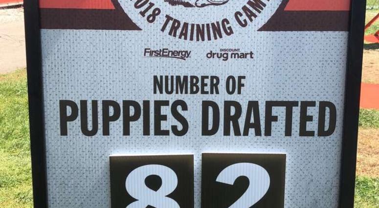 Puppy Pound counter at Cleveland Browns Training Camp Puppy Pound counter at Cleveland Browns Training Camp