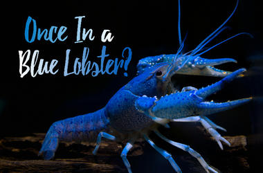 Blue Lobster