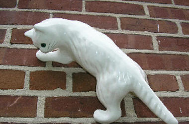Camark Cat