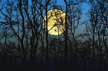 Hunter's Moon Moon
