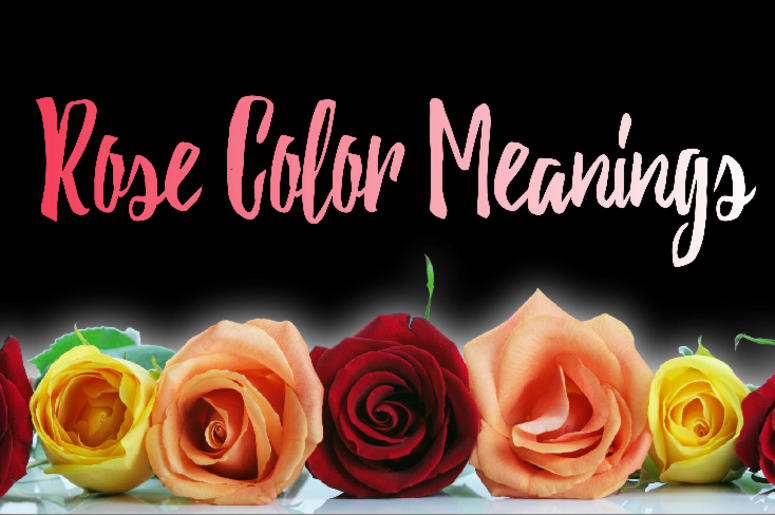 Rose colors