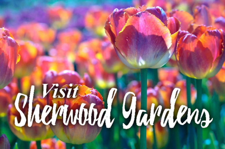 Sherwood Gardens