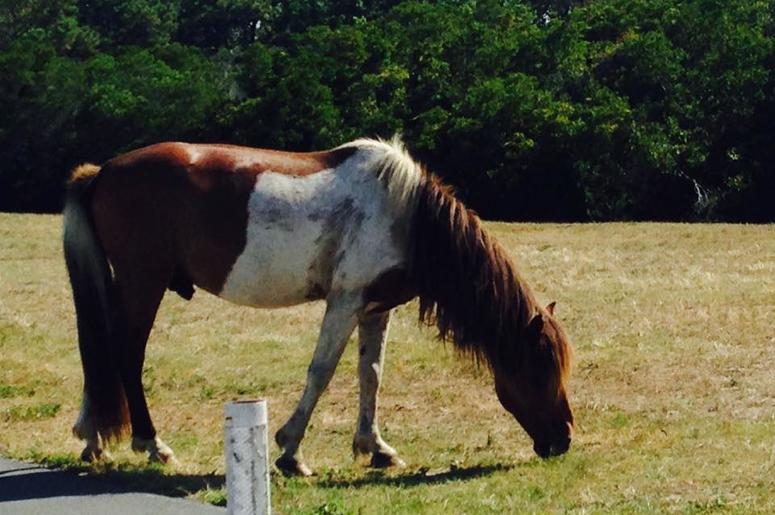 Assateague Wild Pony Ponies of Assateague Maryland