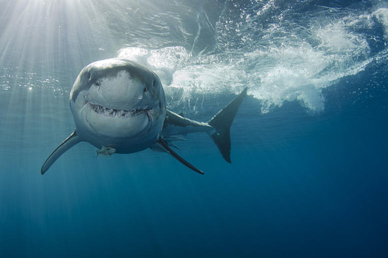 Shark Shark