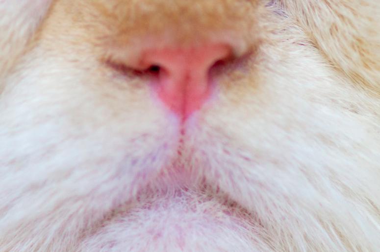 Fussy Face Grumpy Cat