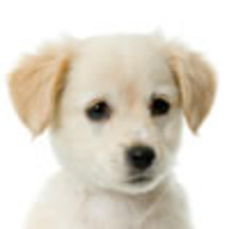 Dog Ringtone Download Free Cat's Blog