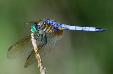 Dragonfly nature reserve