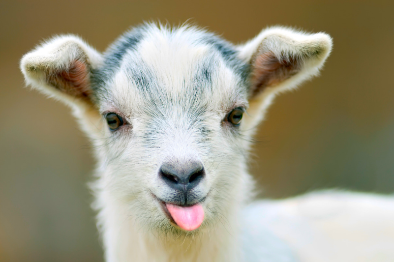 goats, baby goats, goats smiling