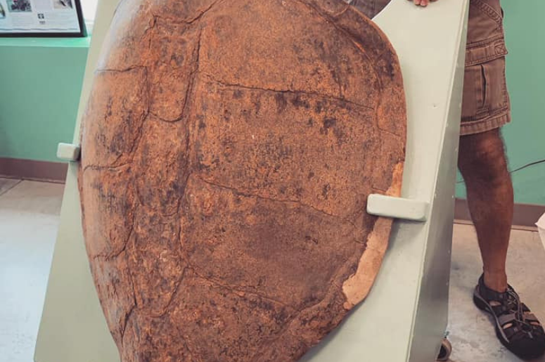 A loggerhead shell at the sea turtle hospital