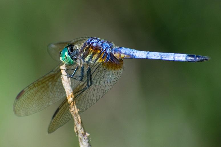 Dragonfly nature reserve