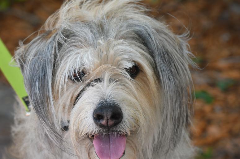 A mixed breed dog named Grover attended the event. The Village Idiot Pub on Harrison Street in Cocoa Village hosted Village Strikes Back Against Dorian, a Sunday event at Riverfront Park to raise money for The Red Cross relief efforts in the Bahamas, foll