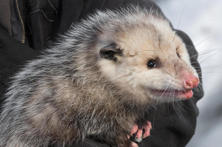 Opossum Opossum