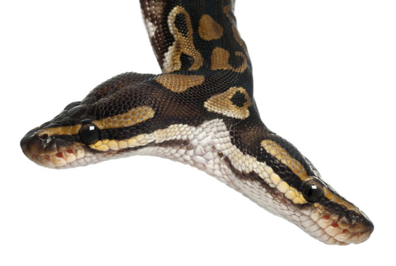 2 headed snake