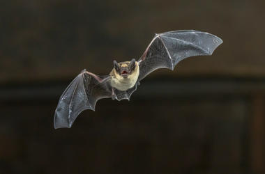bat bat