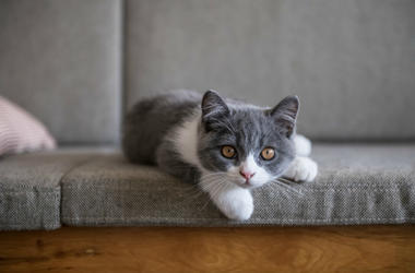 Kitty Kitty