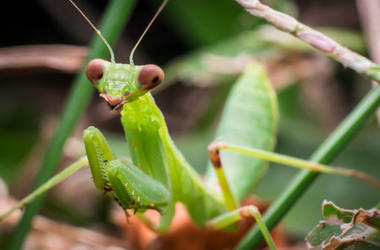 Praying Mantis Praying Mantis