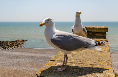 seagulls seagulls