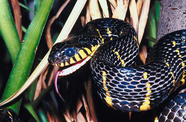 snake snake