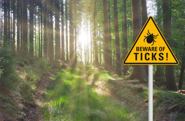 tick sign in woods tick sign in woods