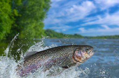 big fish big fish