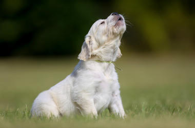 dog howling dog howling