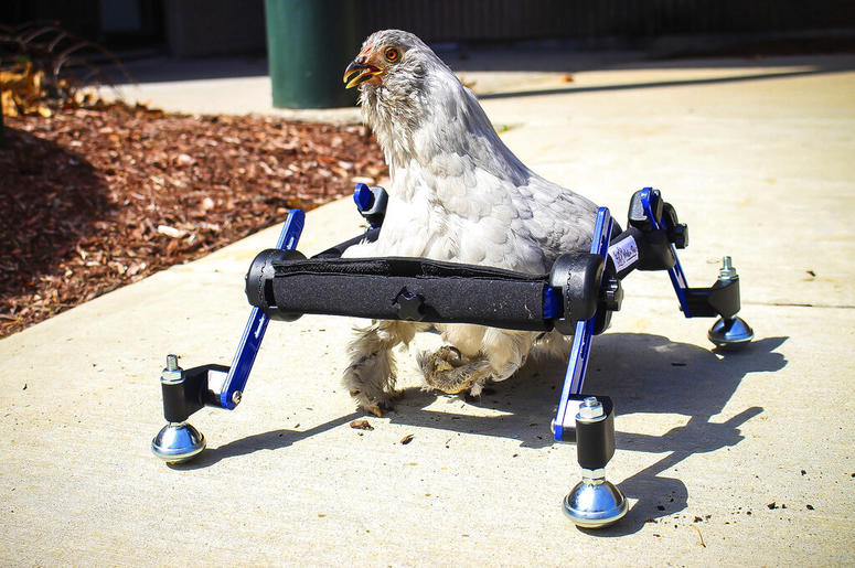 In this provided by Mikayla Feehan and taken on April 3, 2019, a pet chicken named Granite Heart tests out a custom wheelchair made by Walkin’ Pets in Amherst, N.H. On a recent SNL episode, the television show's "Weekend Update" co-host said she should "j