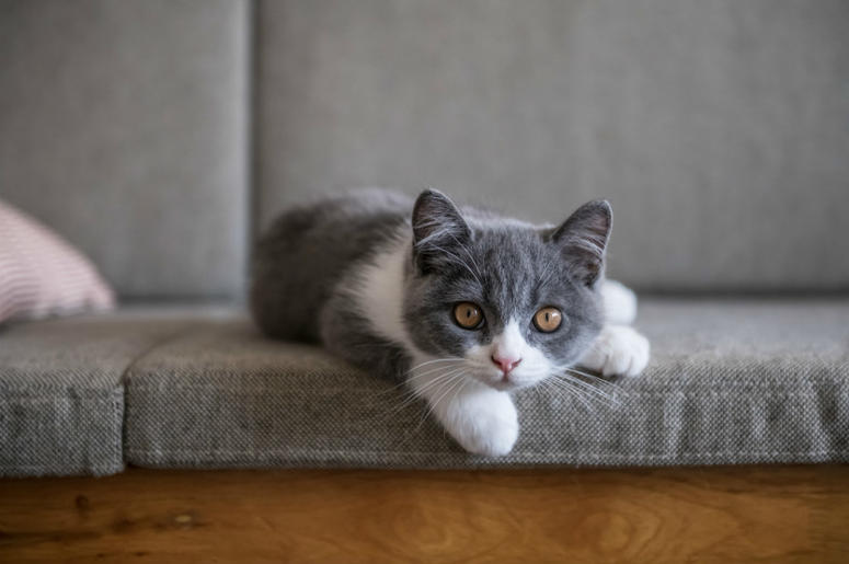 Kitty Kitty
