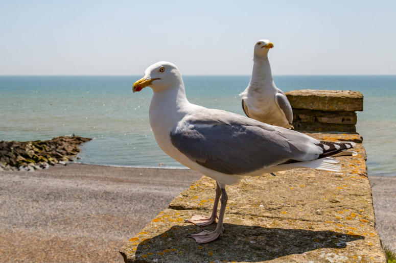 seagulls seagulls