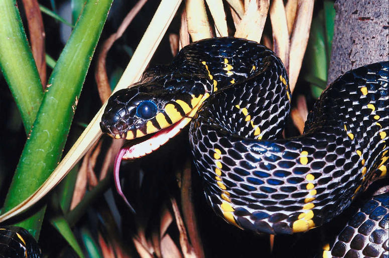 snake snake