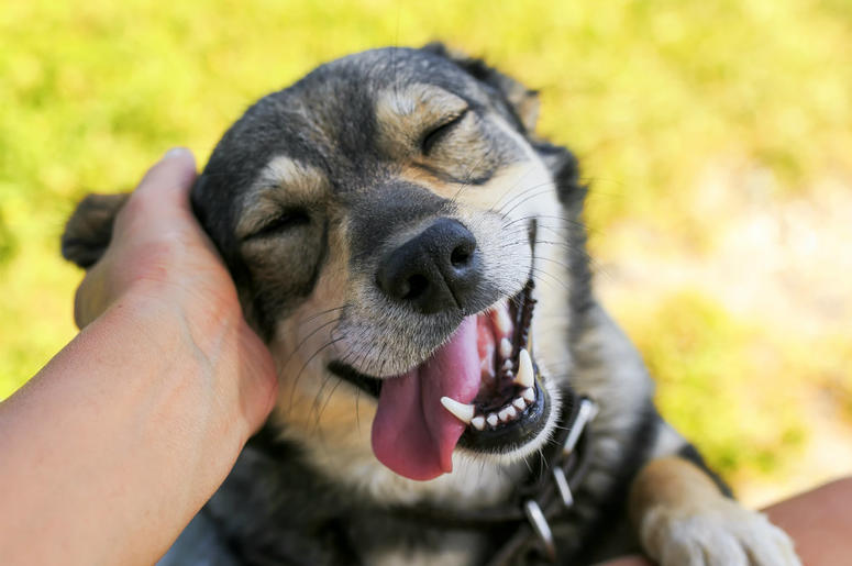 puppy puppy