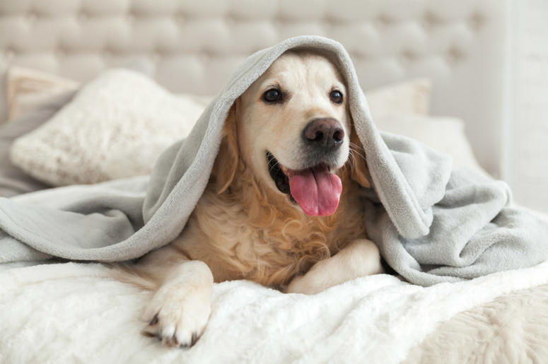 dog in bed dog in bed