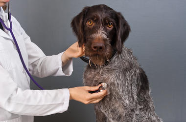dogs and vets dogs and vets