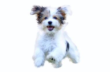 dog dog
