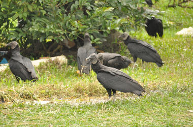 black vultures black vultures