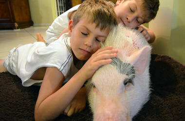 BIG PIG BIG PIG