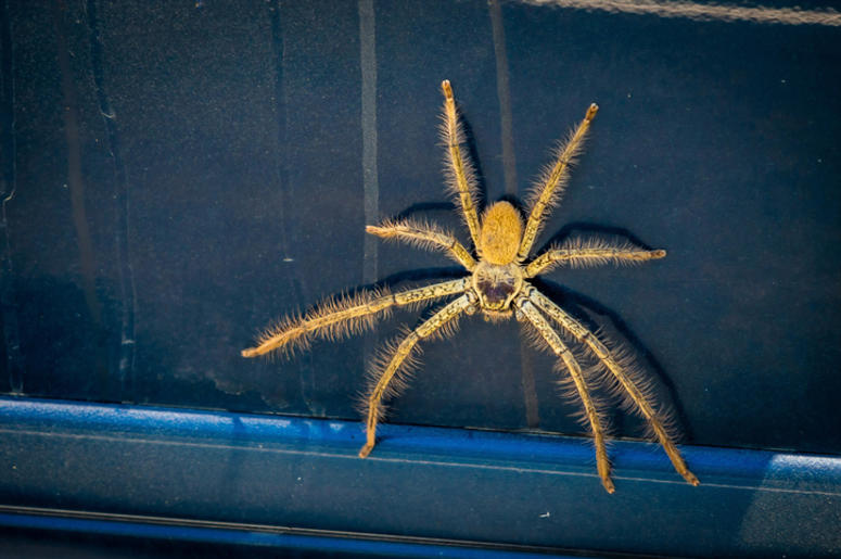 spider spider
