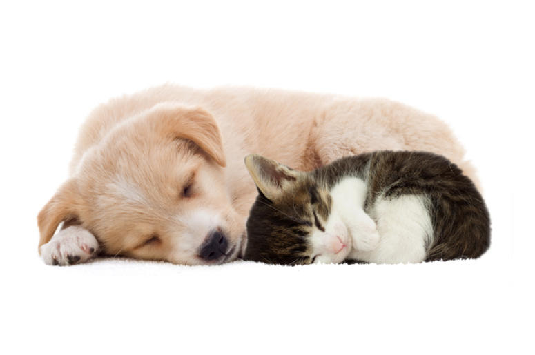 kitten sleeping kitten sleeping