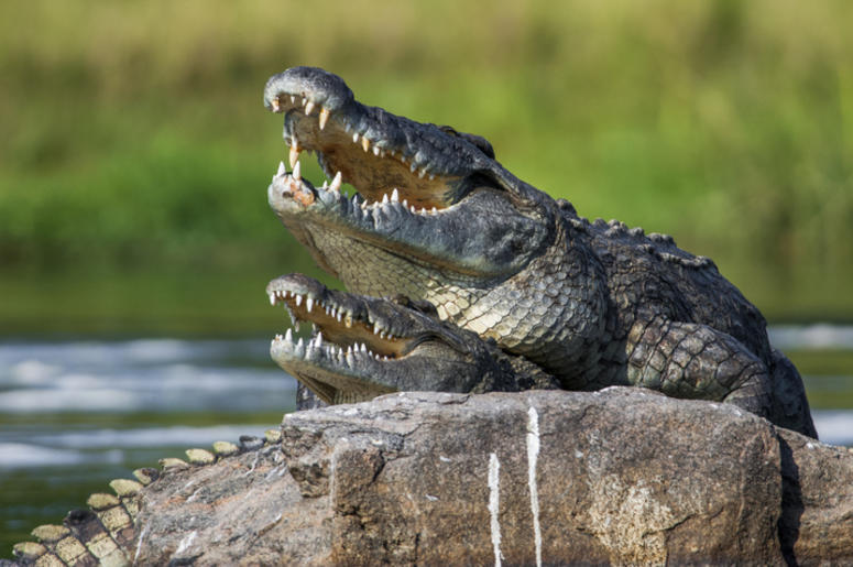 gator mate gator mate