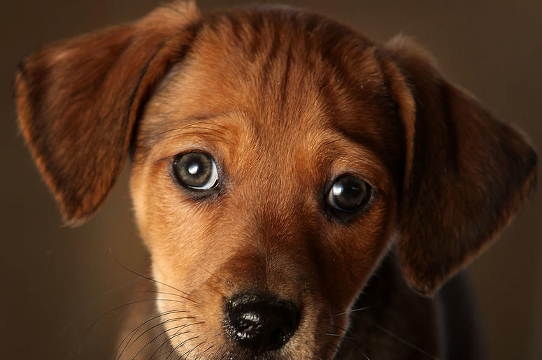 dog dog