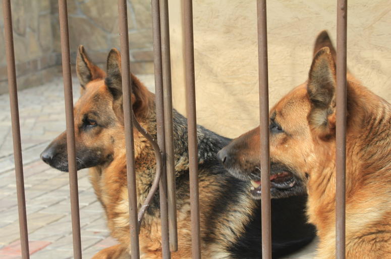 German Shepherds German Shepherds