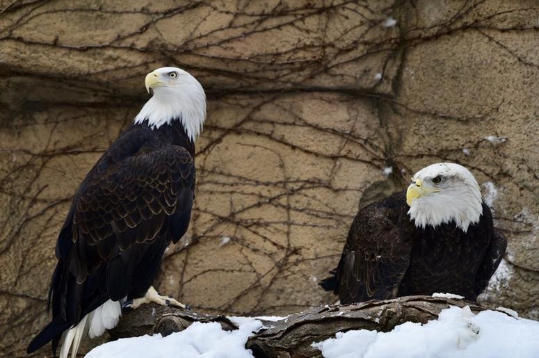 bald eagles