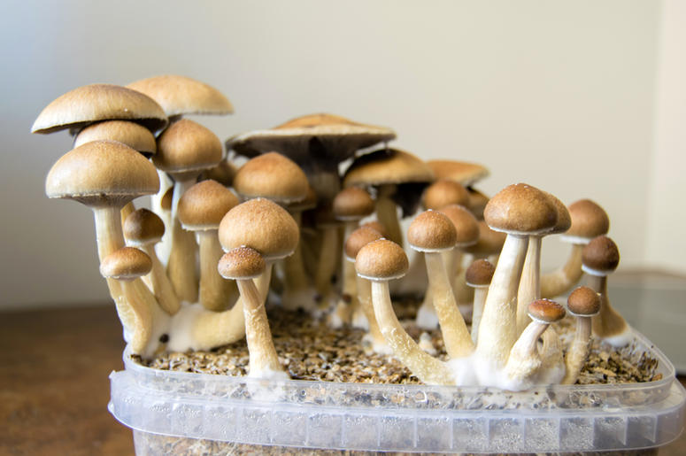 mushrooms mushrooms