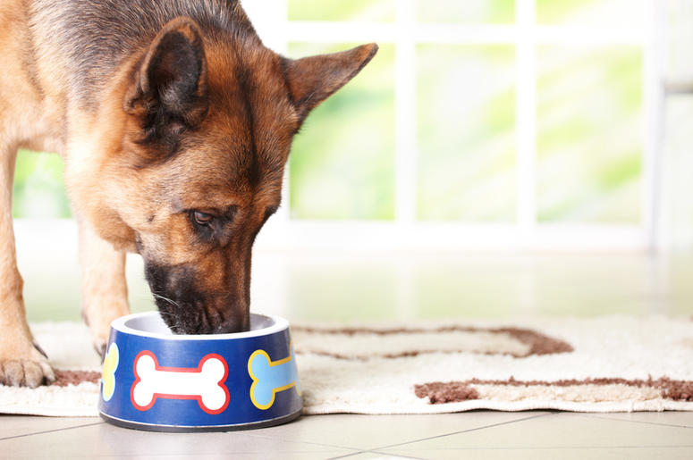 dog eating