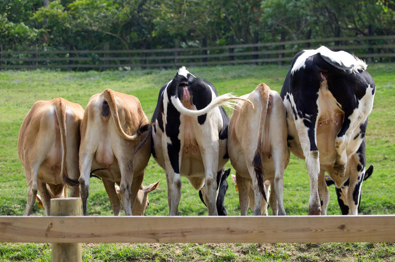 cows cows