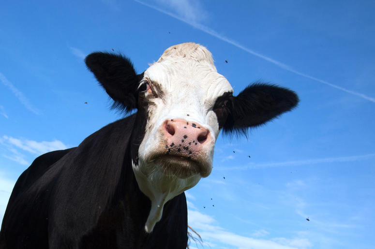 mad cow mad cow