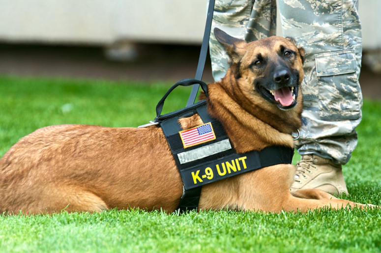 K9 military dogs