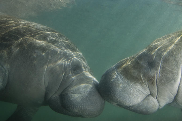 manatees