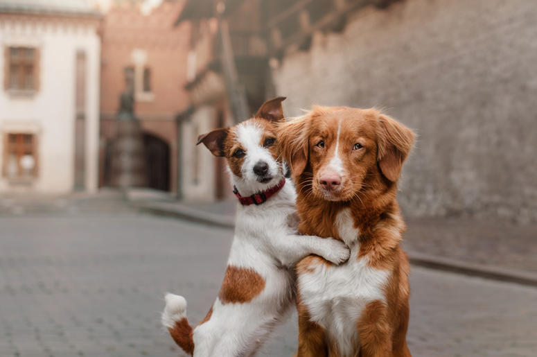 dogs dogs