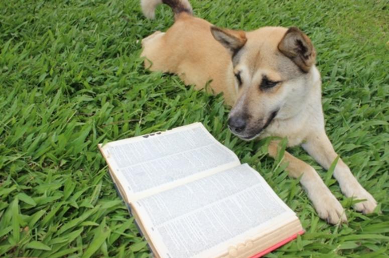 dictionary dictionary